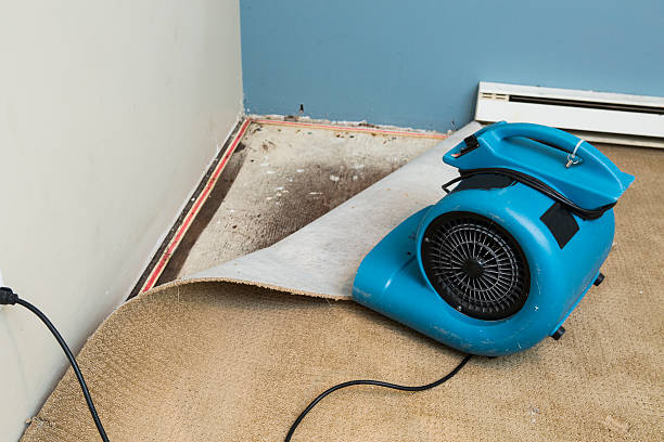Best Carpet water damage restoration  in Bloomington, IL